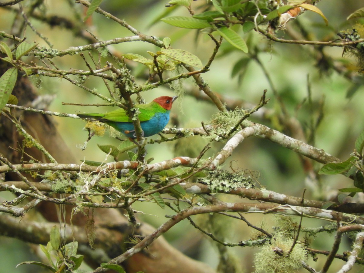 Bay-headed Tanager - ML233405301