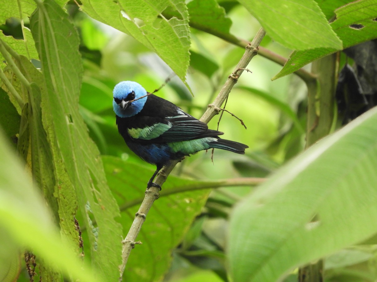 Blue-necked Tanager - ML233406711