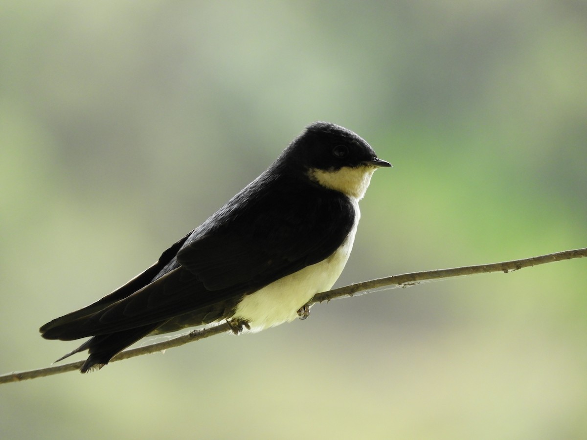 Blue-and-white Swallow - ML233407181