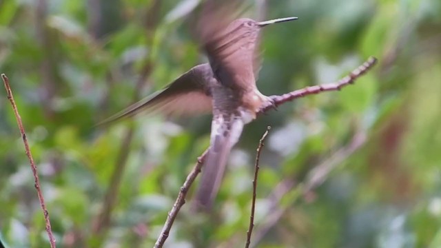  - Giant Hummingbird
