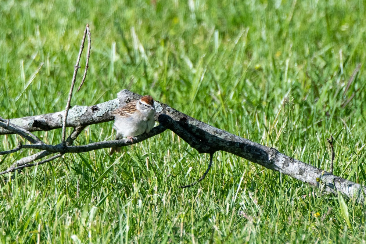 Chipping Sparrow - ML233412201