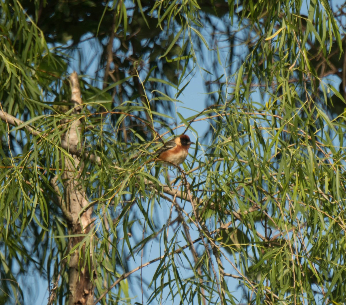 Bay-breasted Warbler - ML233412291