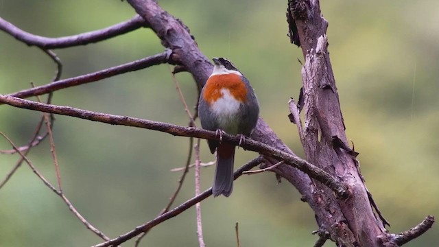 Chestnut-breasted Mountain Finch - ML233412671