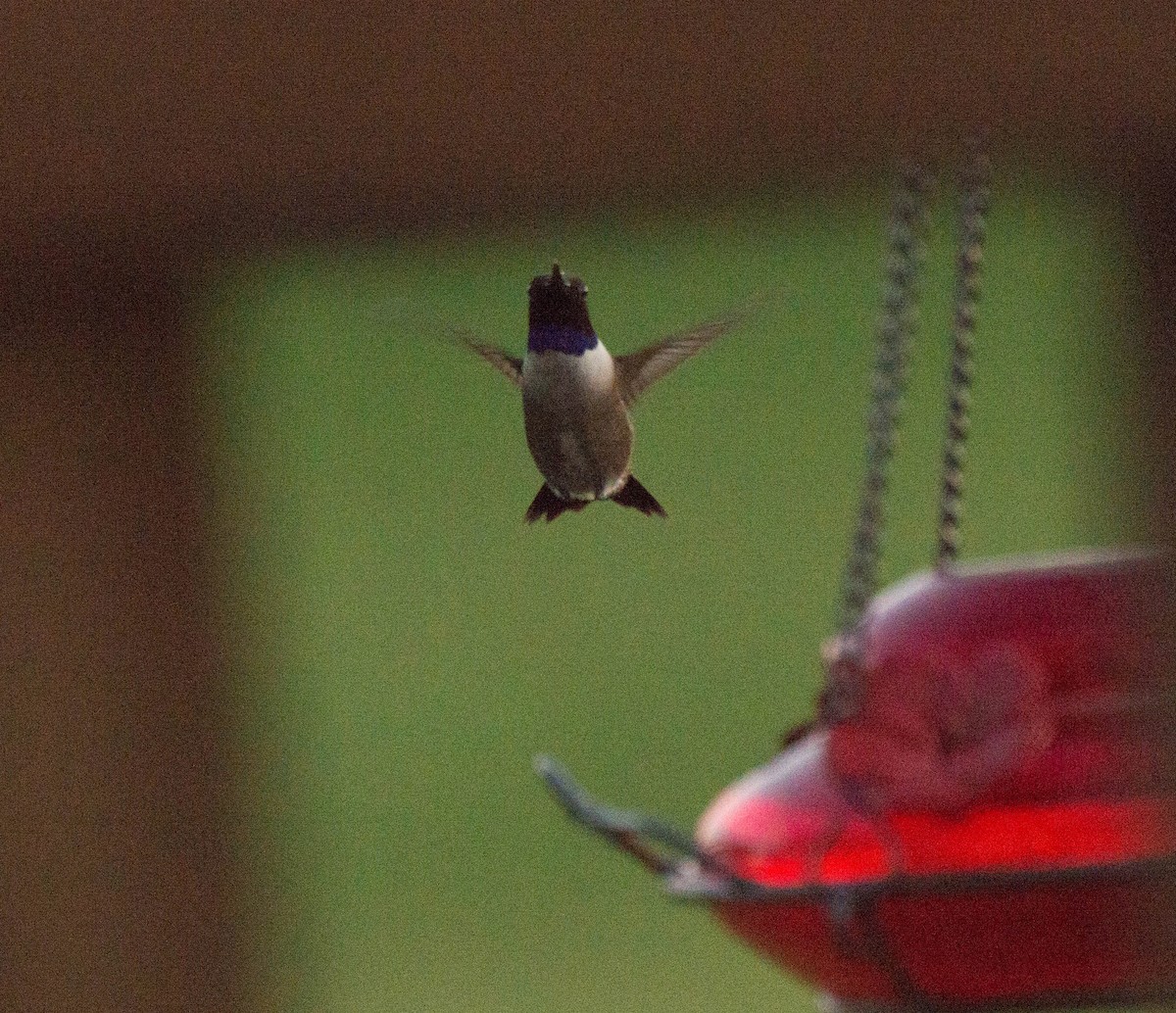 Black-chinned Hummingbird - ML233413851