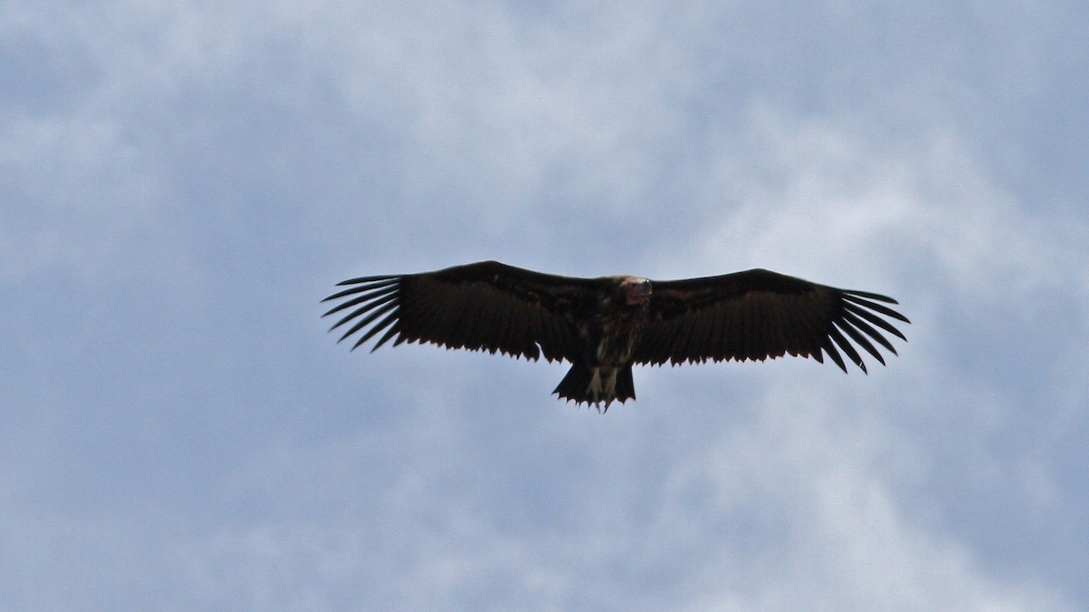 Lappet-faced Vulture - ML23341681