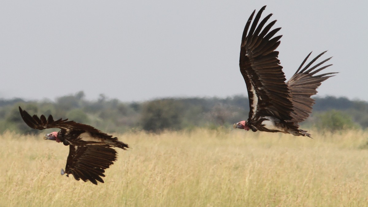 Lappet-faced Vulture - ML23341771