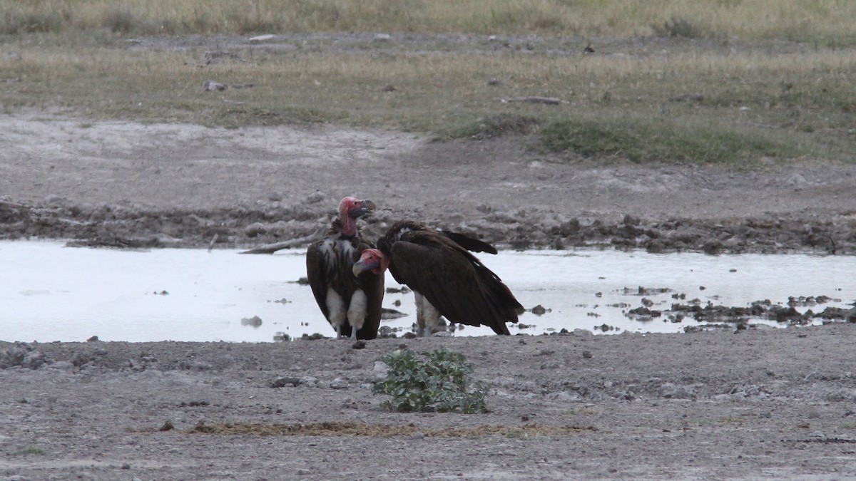 Lappet-faced Vulture - ML23341781