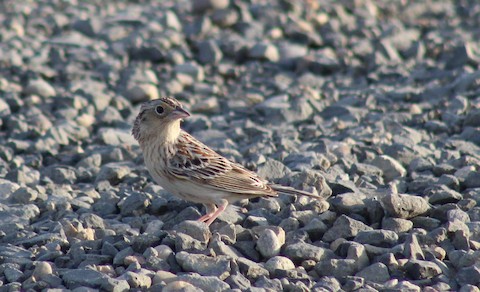 Grasshopper Sparrow