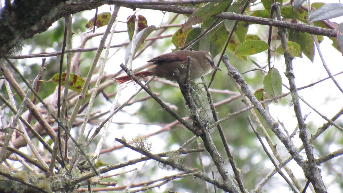 Olive Spinetail - ML233423051