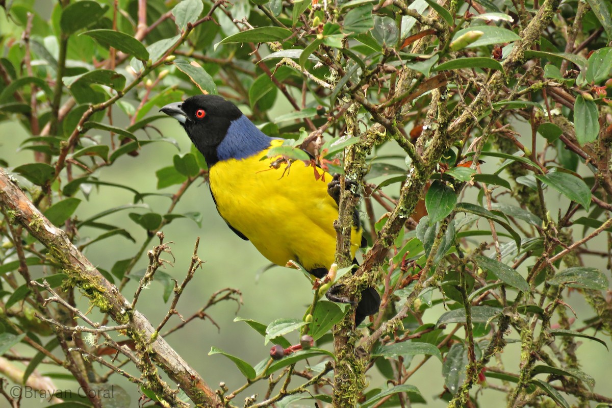 Hooded Mountain Tanager - ML23342511