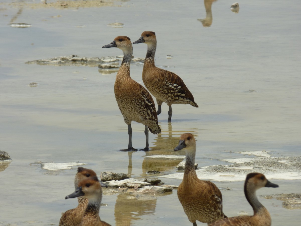 West Indian Whistling-Duck - Tarra Lindo