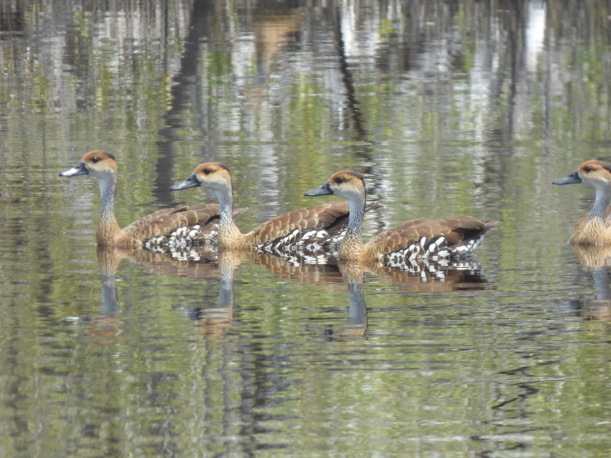 West Indian Whistling-Duck - ML233426001