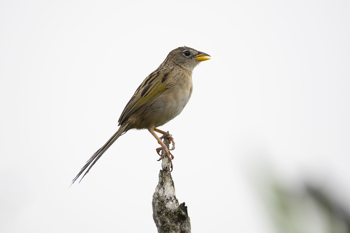 Wedge-tailed Grass-Finch - ML233432171