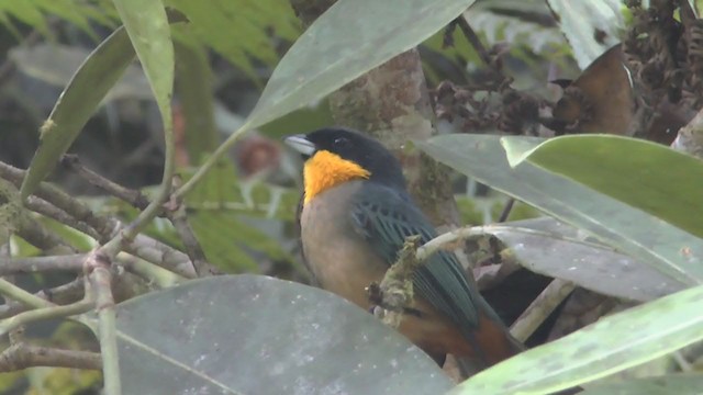 Yellow-throated Tanager - ML233432181