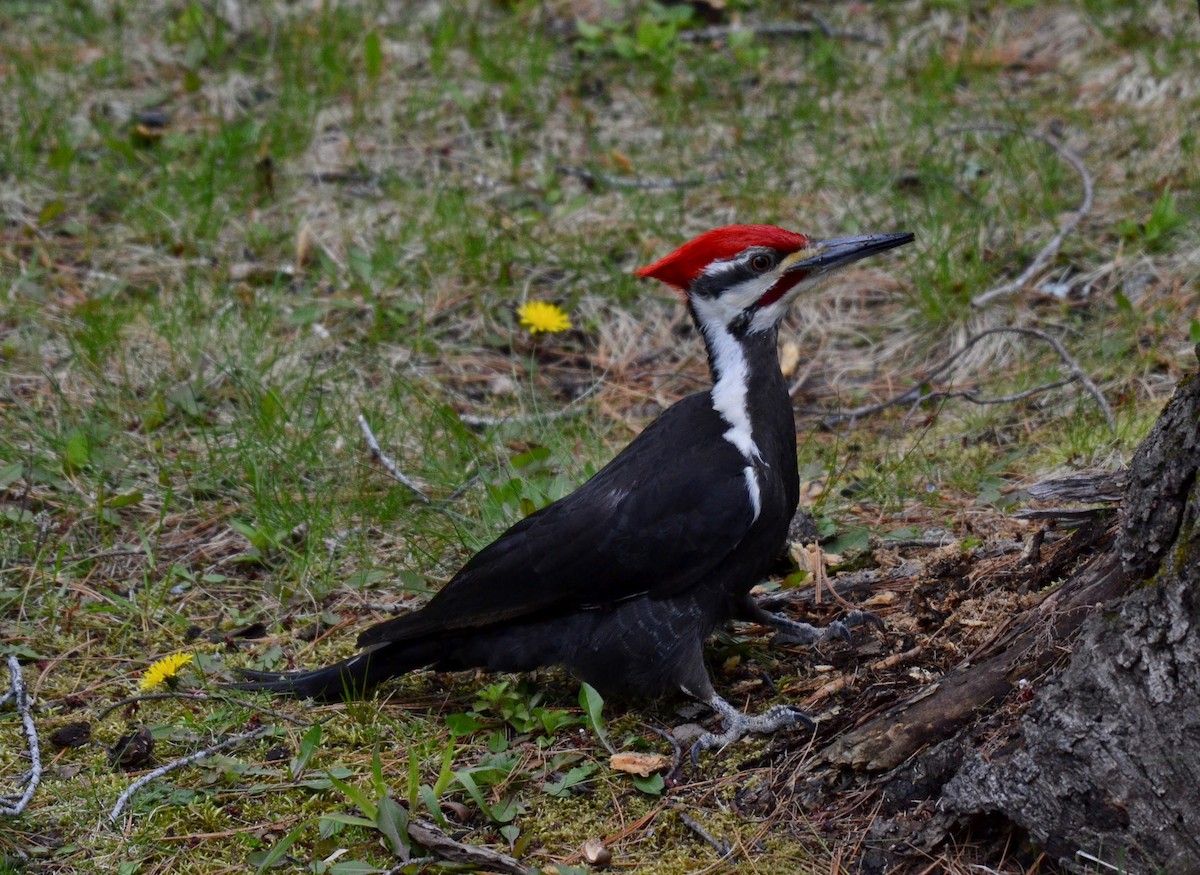 Pileated Woodpecker - Peter Paul