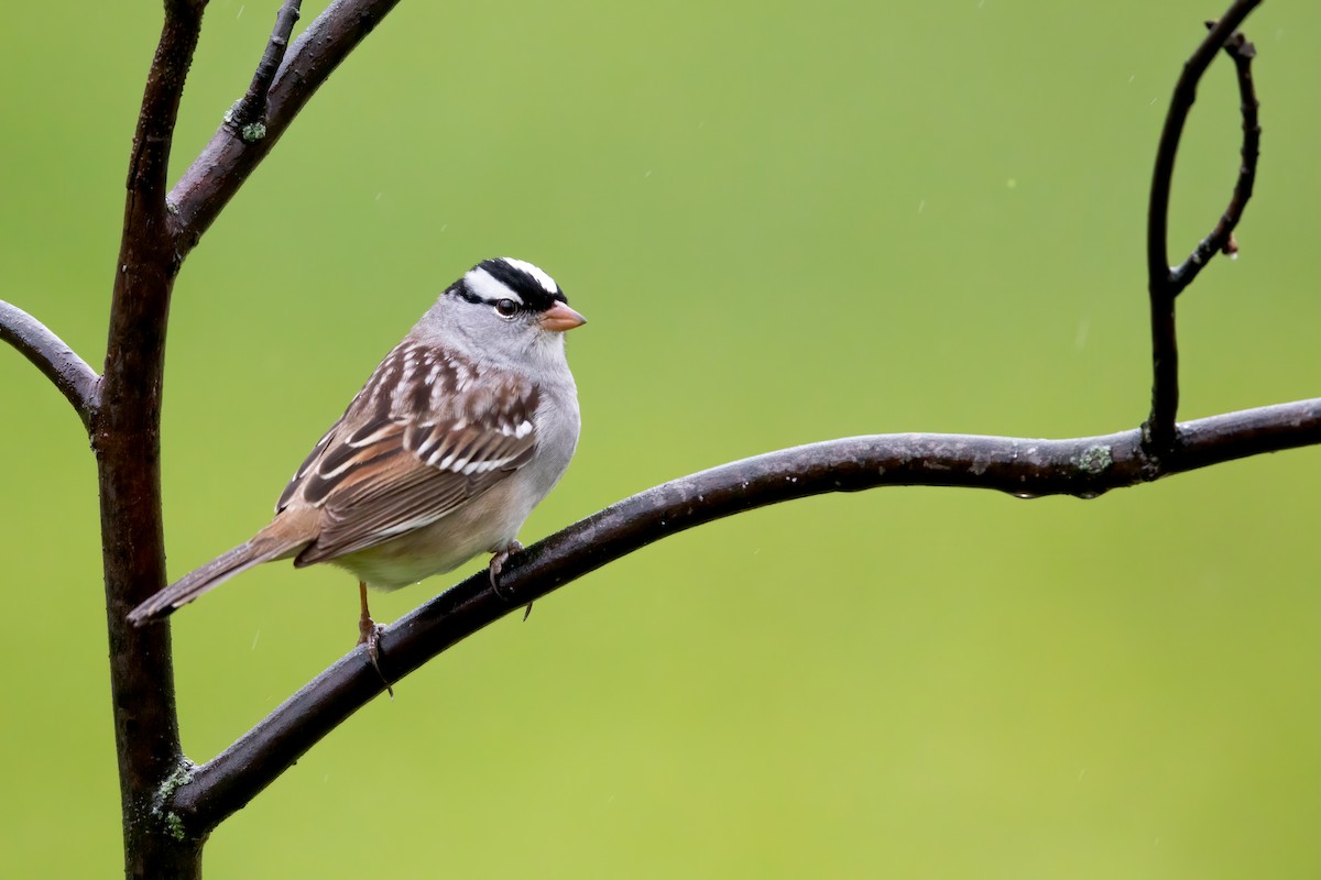 White-crowned Sparrow - ML233433651