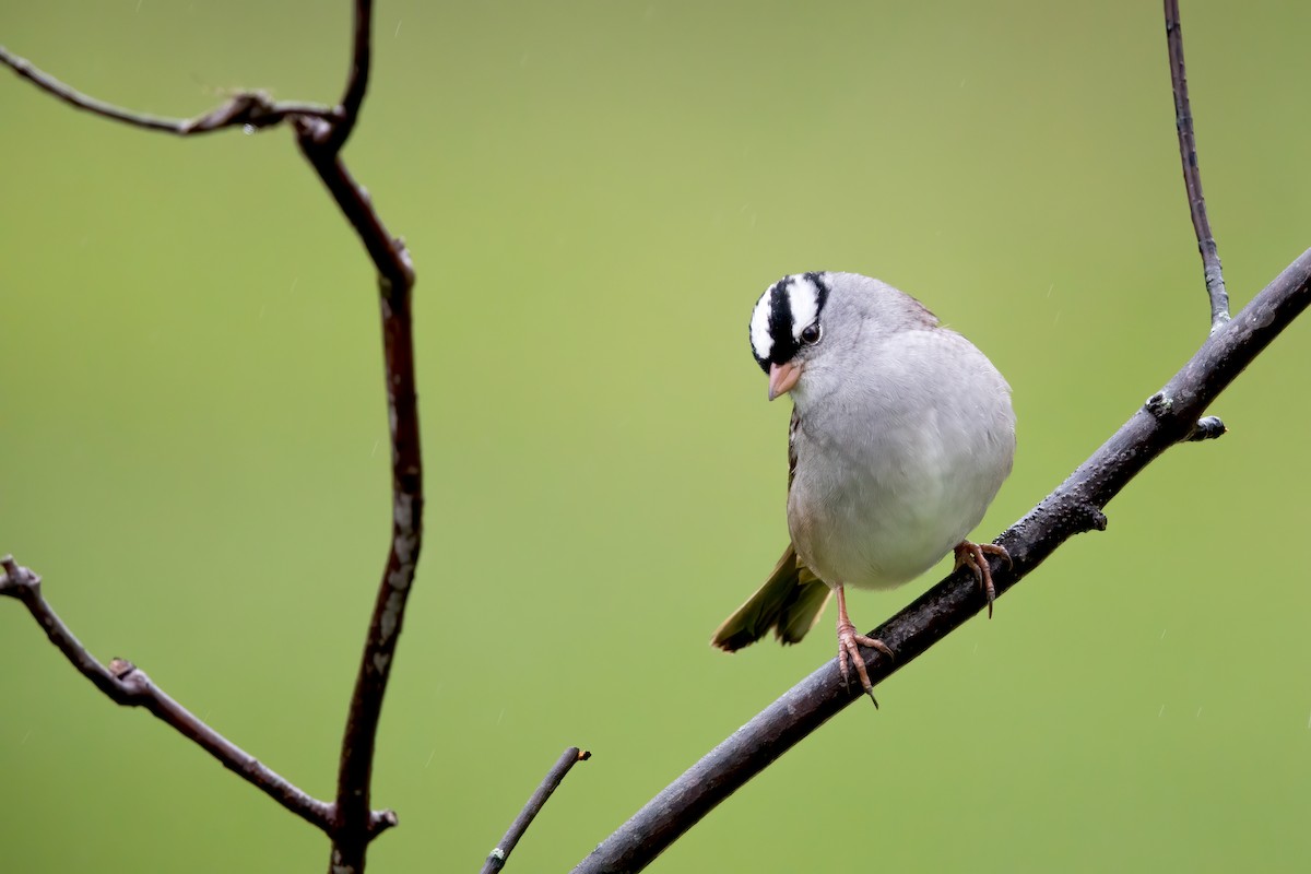 White-crowned Sparrow - ML233433841