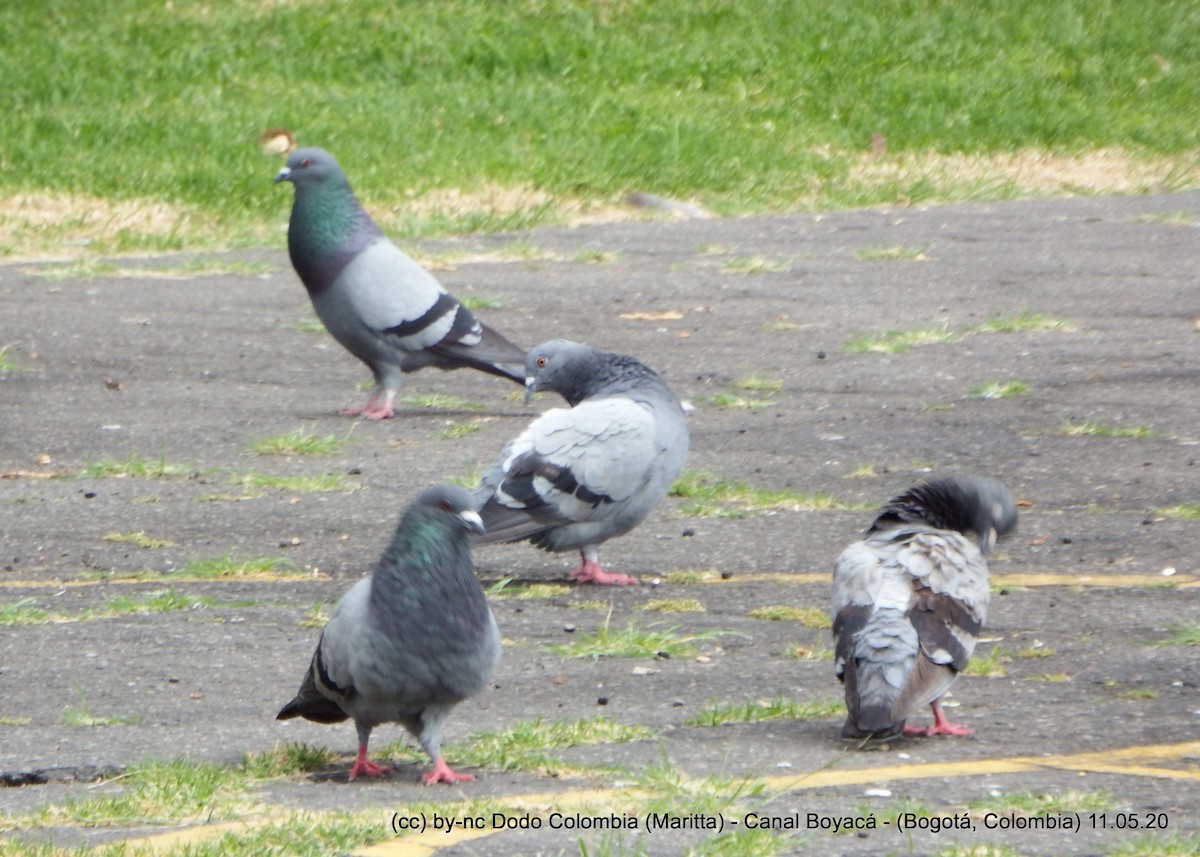 Rock Pigeon (Feral Pigeon) - ML233435891