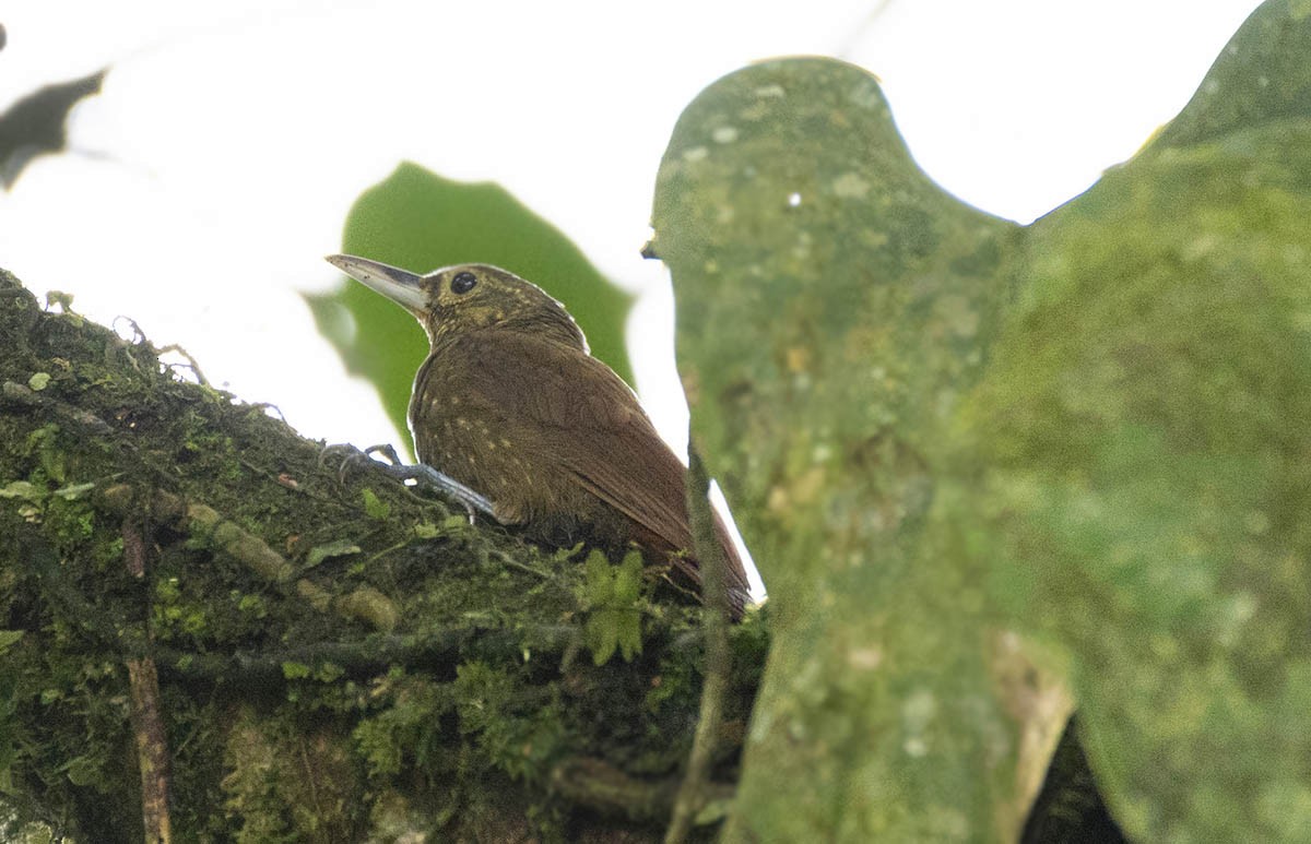 Spotted Woodcreeper - ML233438311