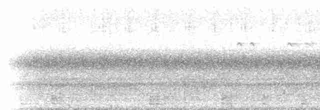 Channel-billed Cuckoo - ML233444