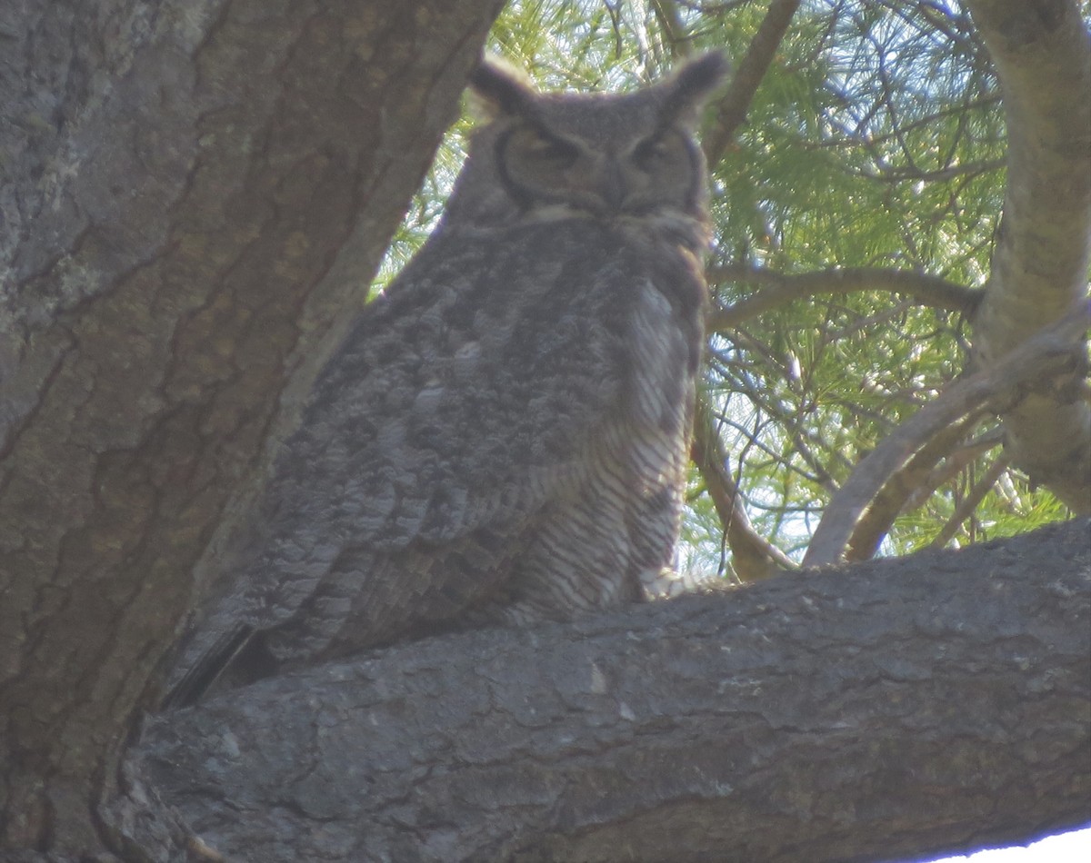 Great Horned Owl - ML233444961