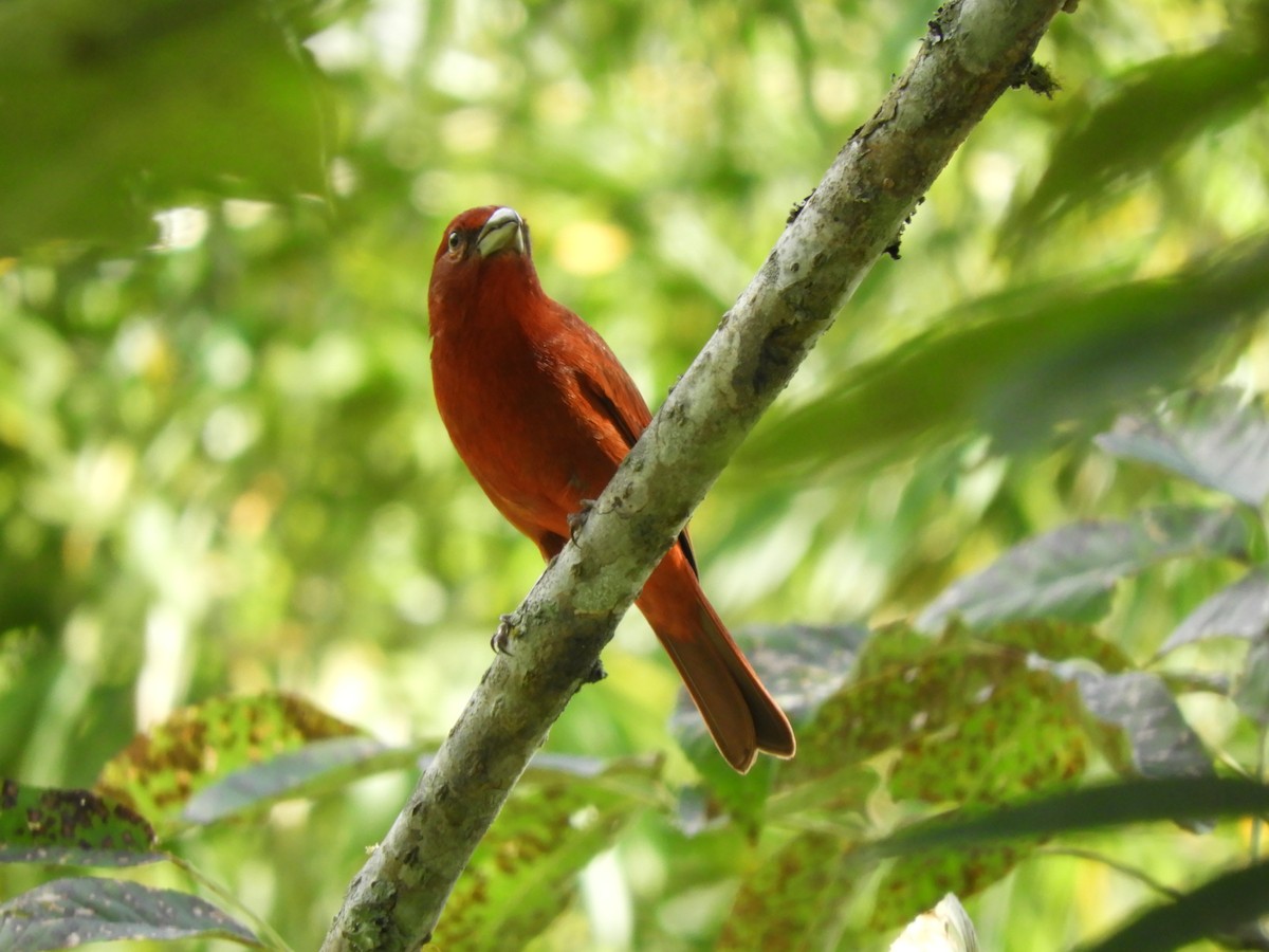 Hepatic Tanager - ML233445601