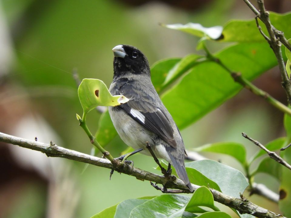 Black-and-white Seedeater - ML233445621