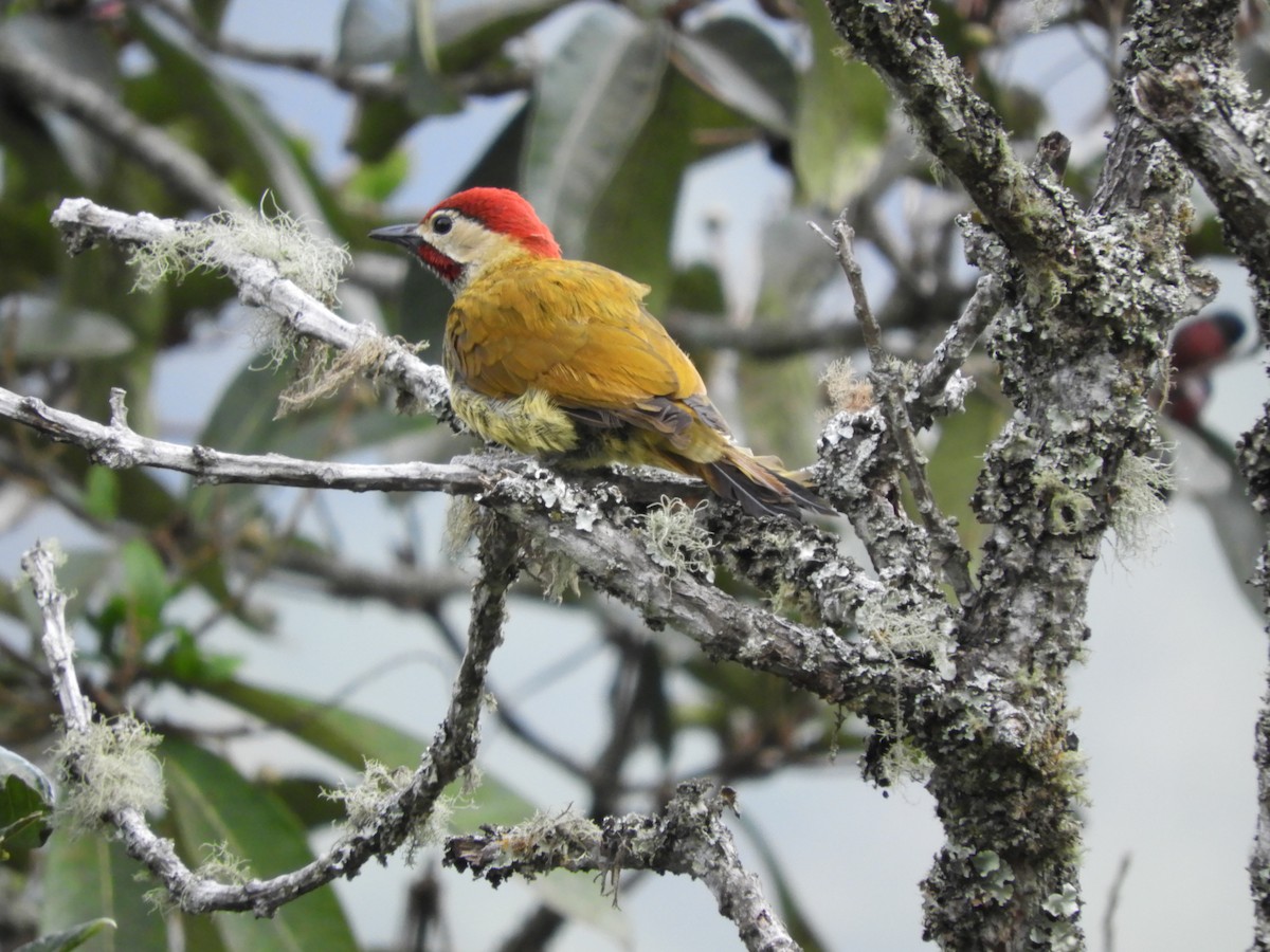 Golden-olive Woodpecker - Kenyi Paolo Pérez Acevedo