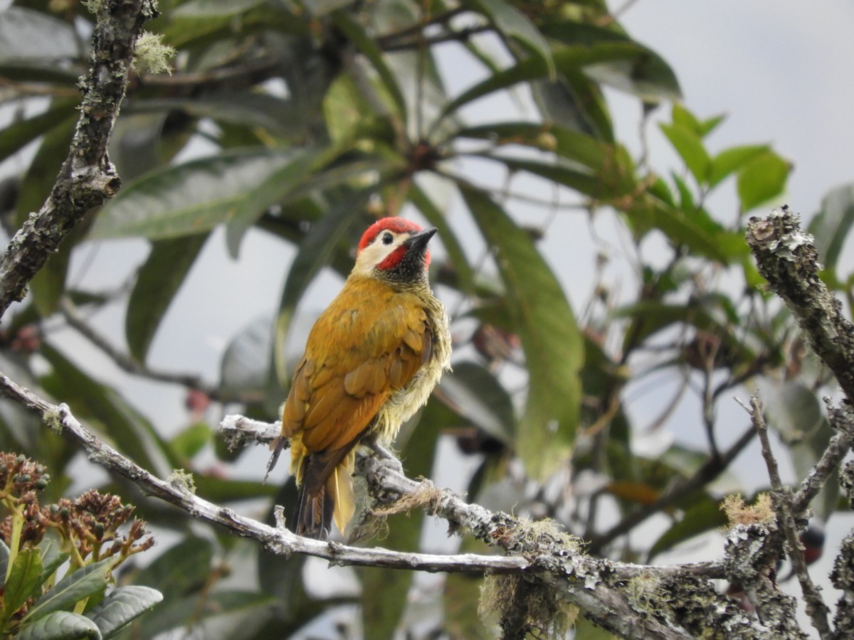 Golden-olive Woodpecker - ML233447681