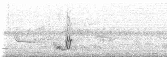 Échenilleur cigale (groupe tenuirostre) - ML233450