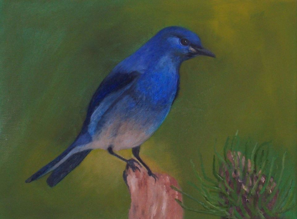 Mountain Bluebird - Jack Kelly