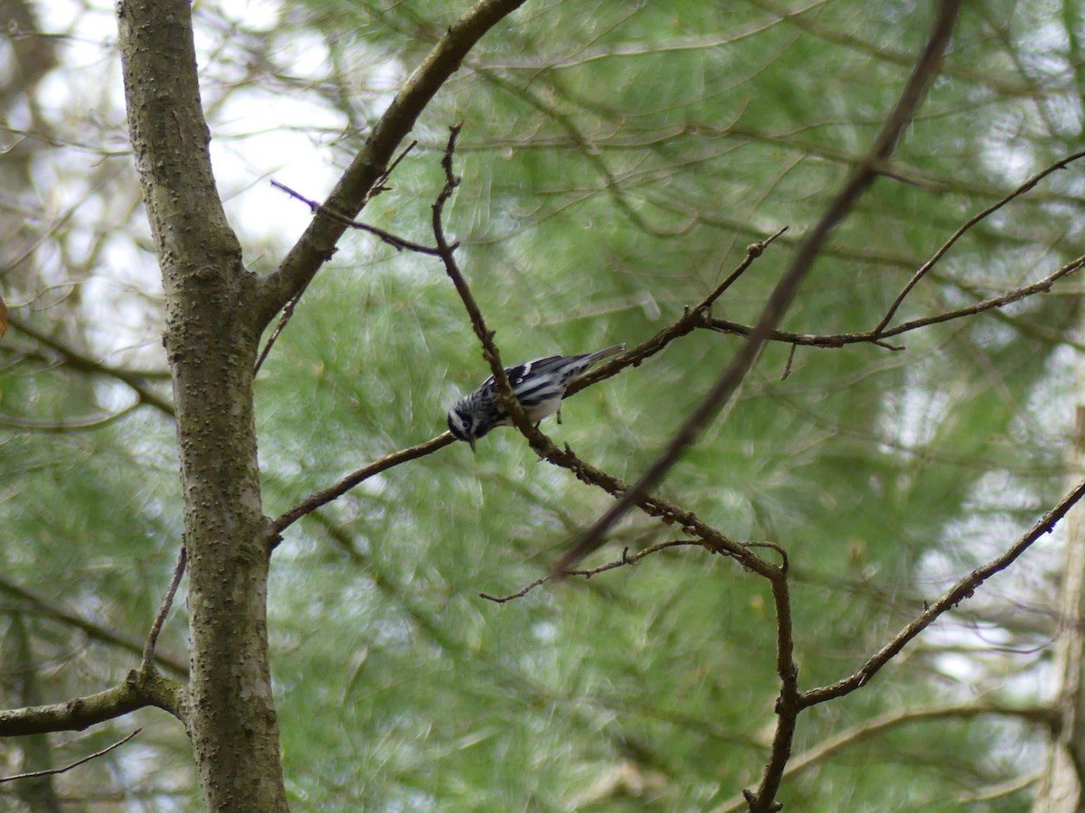 Black-and-white Warbler - ML233463731