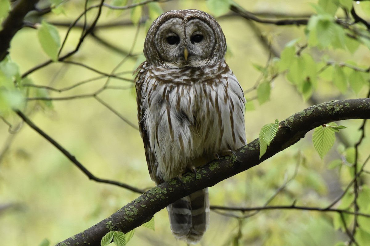 Barred Owl - ML233463901
