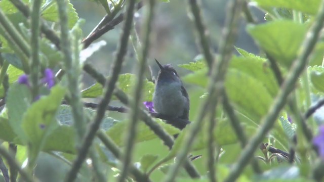Violet-headed Hummingbird - ML233467971
