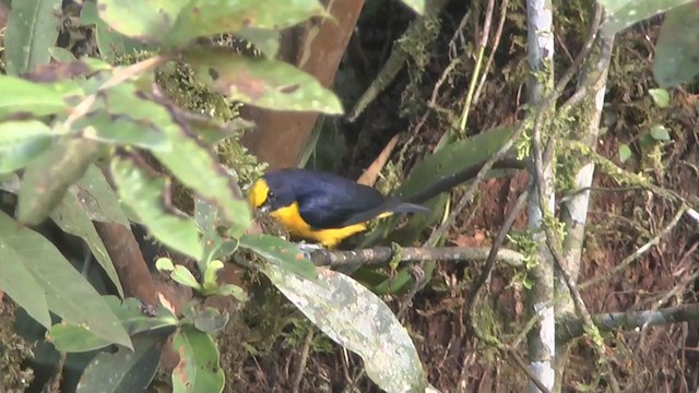 Thick-billed Euphonia (Black-tailed) - ML233469491