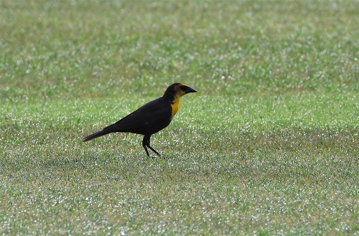 Yellow-headed Blackbird - David Beaudette