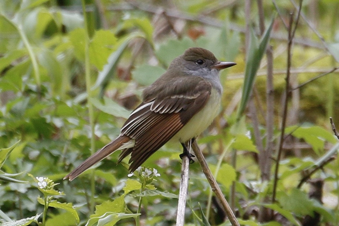 Great Crested Flycatcher - ML233472301
