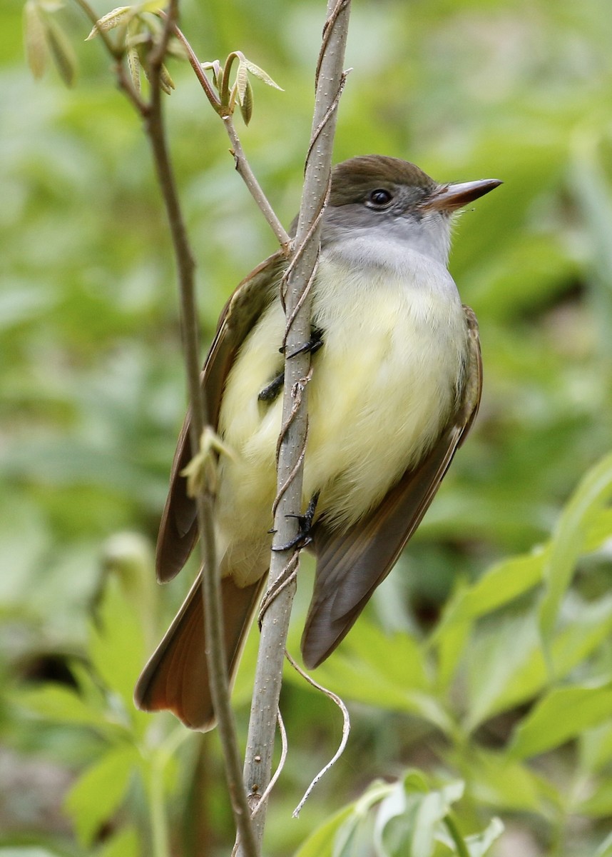 Great Crested Flycatcher - ML233472351