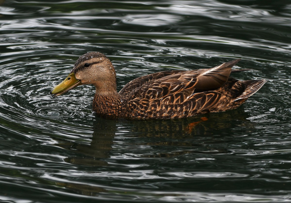 Mexican Duck - ML233473301