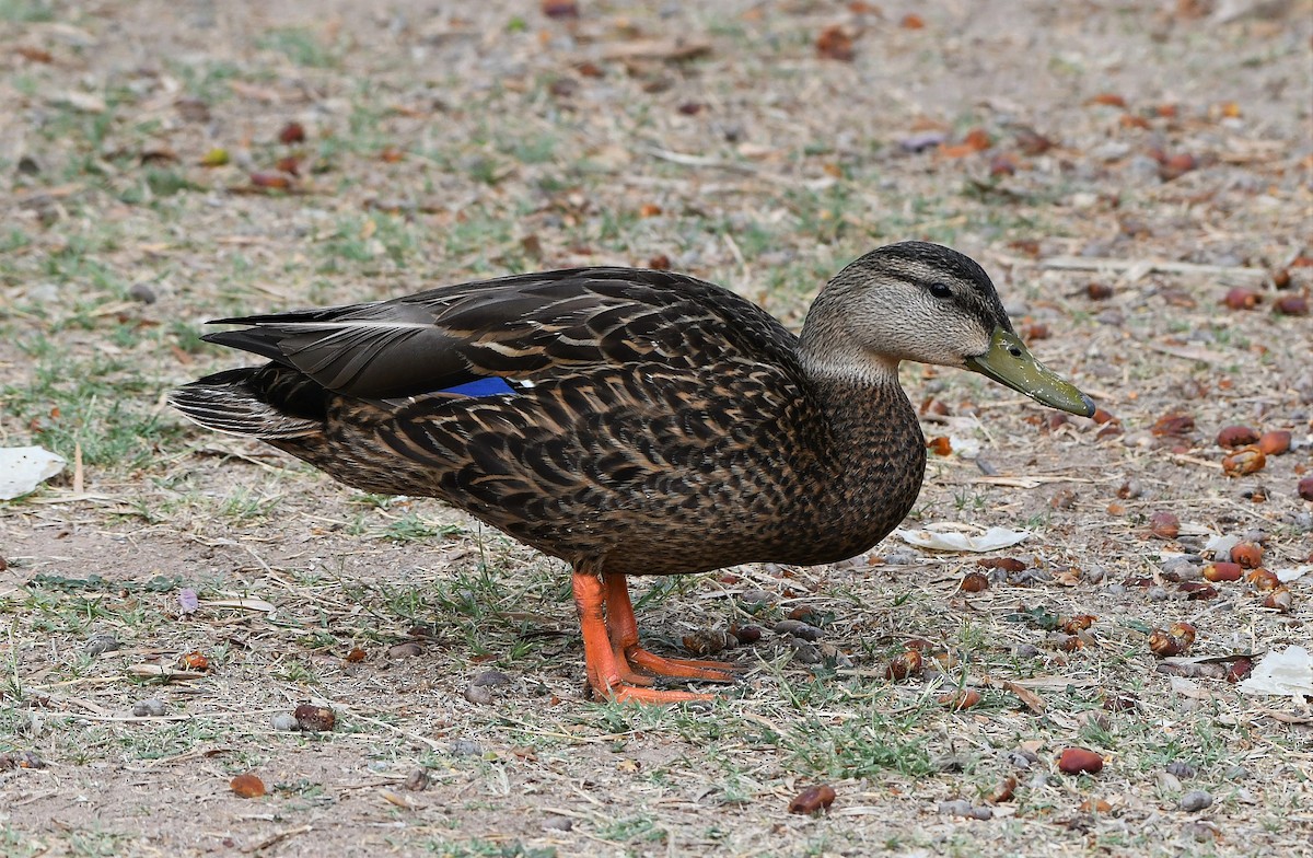 Mexican Duck - ML233473411