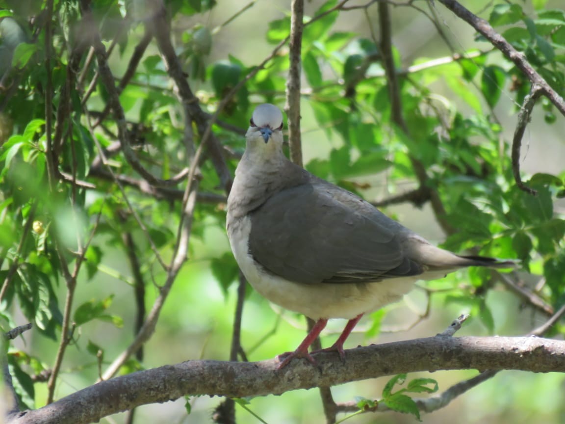 White-tipped Dove - Refugio de Vida Silvestre Laquipampa  - SERNANP