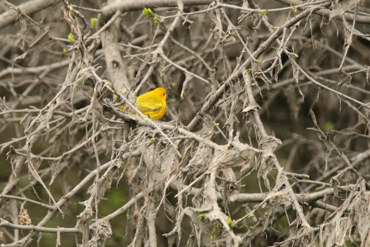 Yellow Warbler - Andrew E and Rebecca A Steinmann