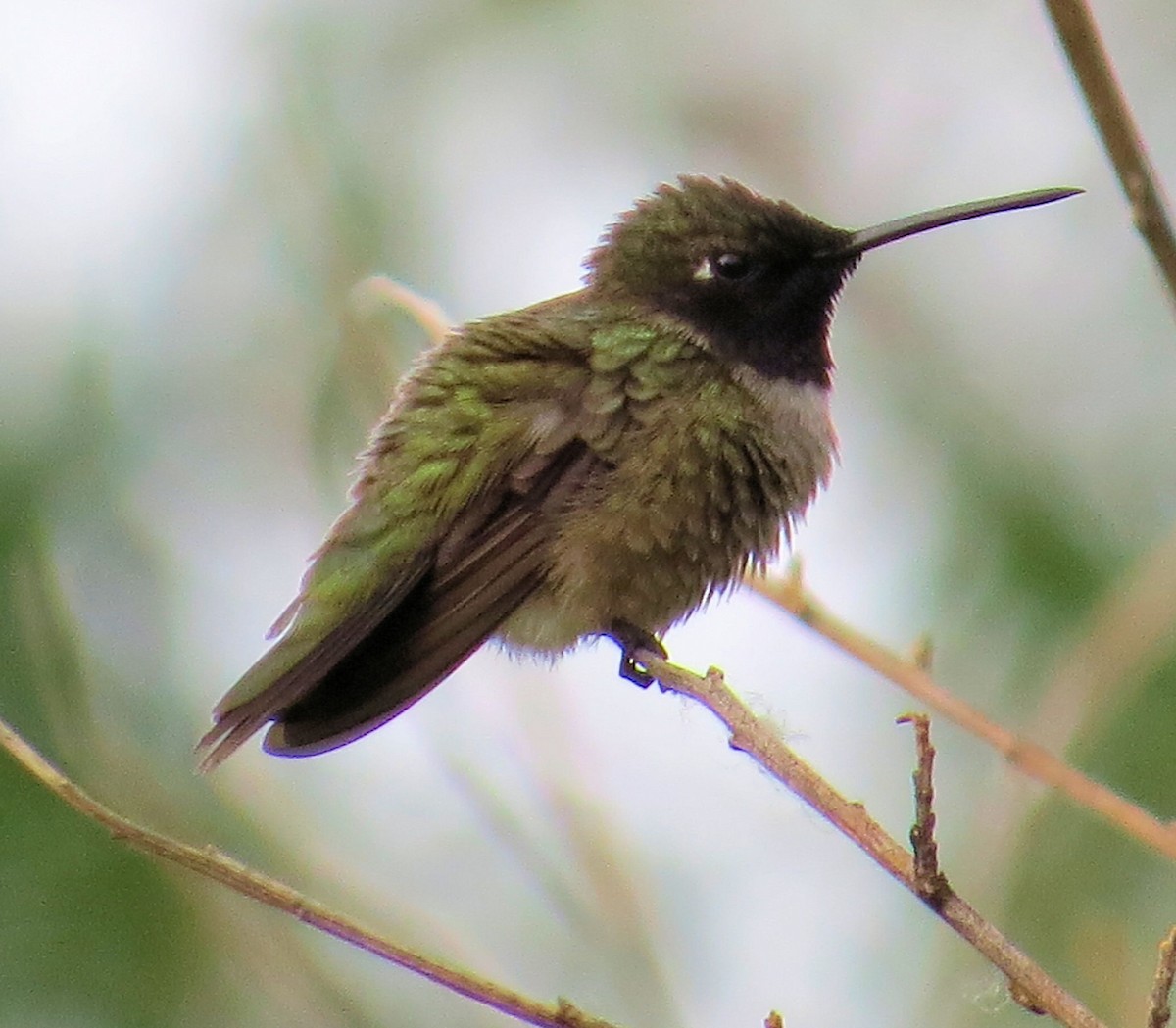 Black-chinned Hummingbird - Susan Patla