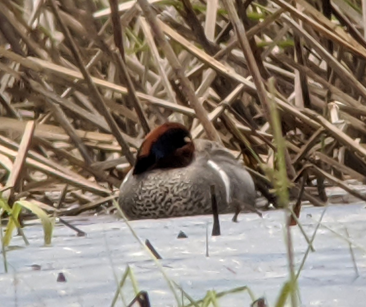 Green-winged Teal - ML233477681