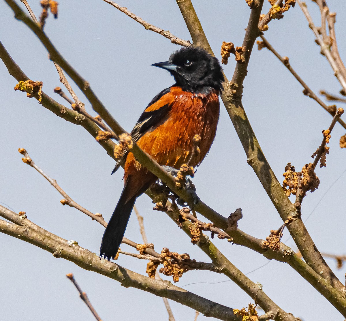 Orchard Oriole - ML233477971