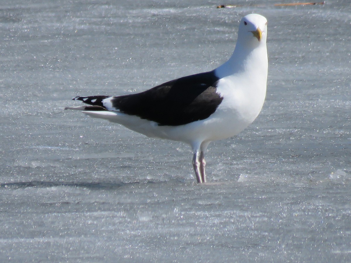 Great Black-backed Gull - Mark-Romer Bonnie-Soutar