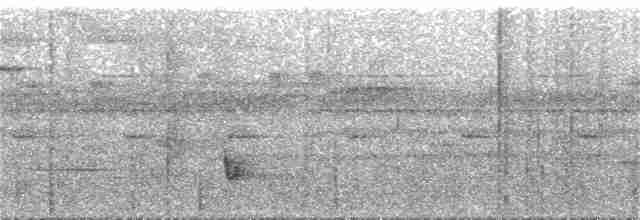 svartbrysttyrann - ML233481761