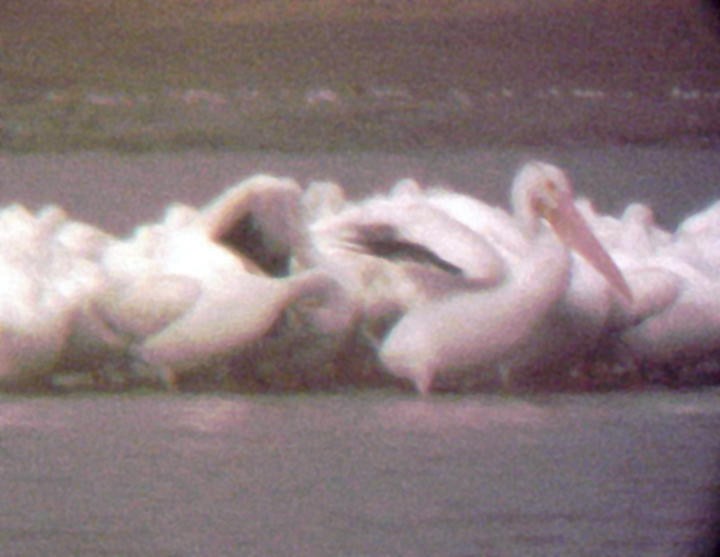 pelikán severoamerický - ML23348521