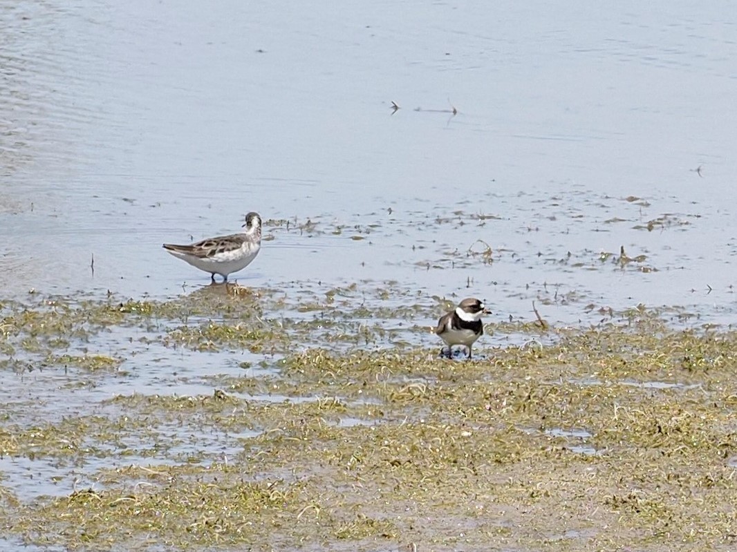 Semipalmated Plover - ML233485771