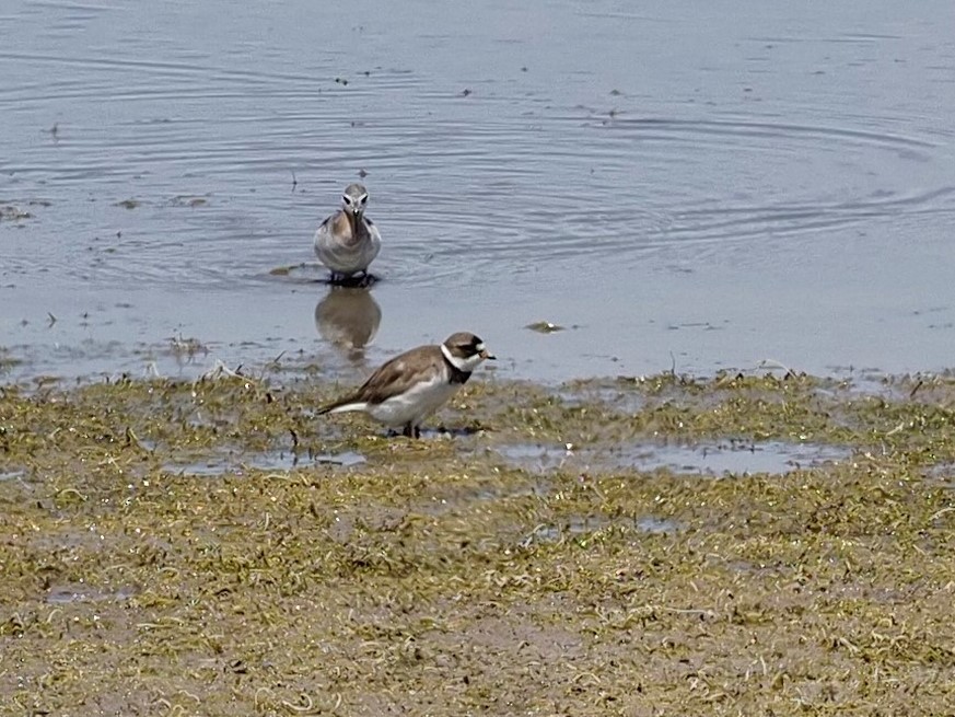 Semipalmated Plover - ML233485991